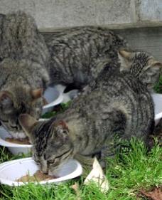 Feeding ferals