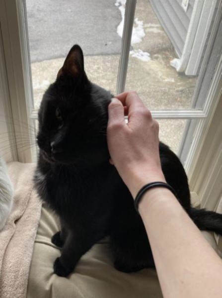 Gotcha in his Forever Home