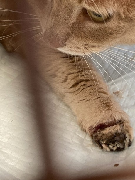 Juniper with injured paw