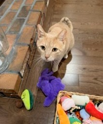 Juniper with his toys