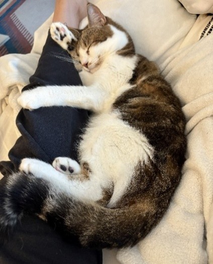 Lasso at home Lasso at home