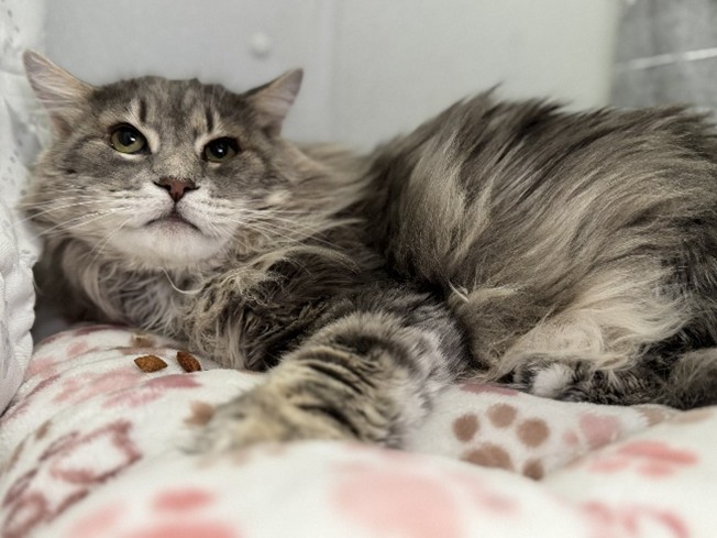 Burberry in his foster home