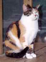 Daisy
